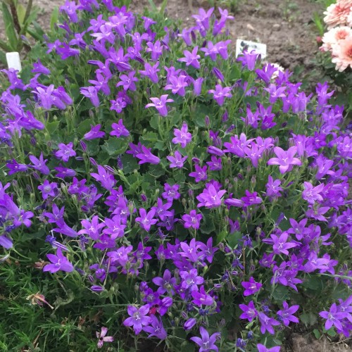 Campanula portenschlagiana 'Clockwise Compact Deep Blue' - Portenschlagi kellukas 'Clockwise Compact Deep Blue' C1,5/1,5L